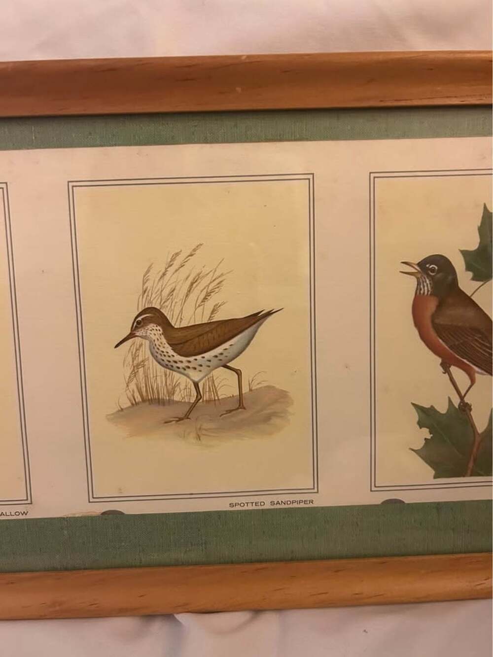 Vintage Framed Audubon Bird Prints (4 Panels - Cardinal Robin Swallow Sandpiper)